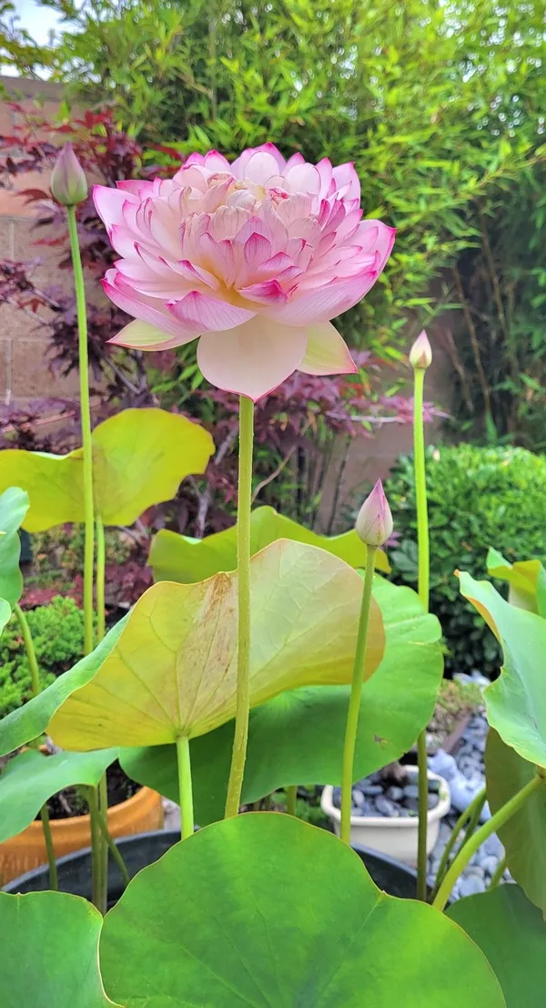 Well_Condition_&_Easy_To_Care_Lotus_Tubers_(Pack_Of_1)_For_Home_Gardening