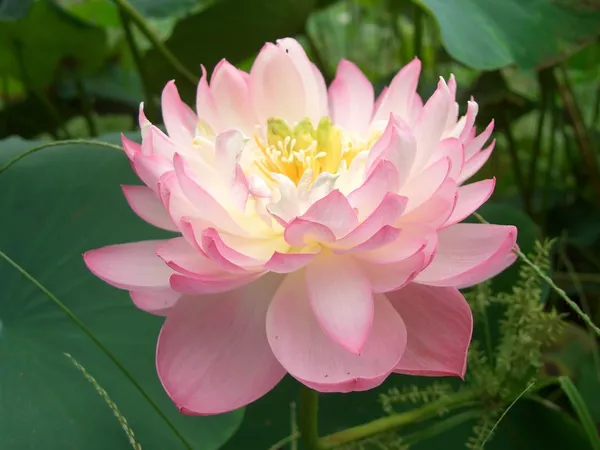 Well_Condition_&_Easy_To_Care_Lotus_Tubers_(Pack_Of_1)_For_Home_Gardening