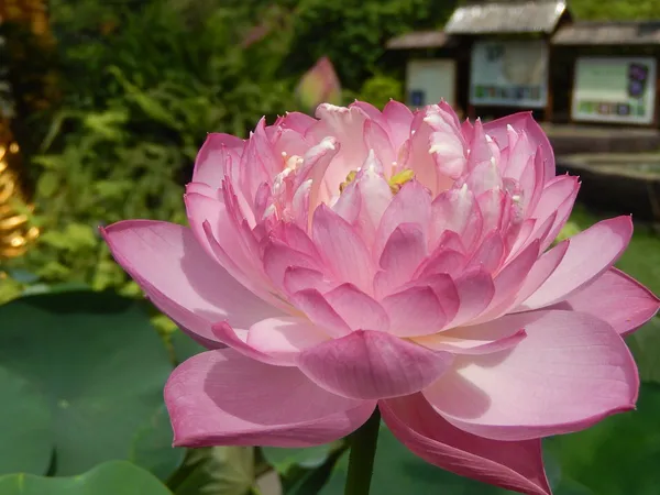 Well_Condition_&_Easy_To_Care_Lotus_Tubers_(Pack_Of_1)_For_Home_Gardening