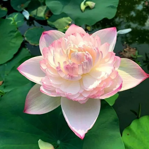 Well_Condition_&_Easy_To_Care_Lotus_Tubers_(Pack_Of_1)_For_Home_Gardening