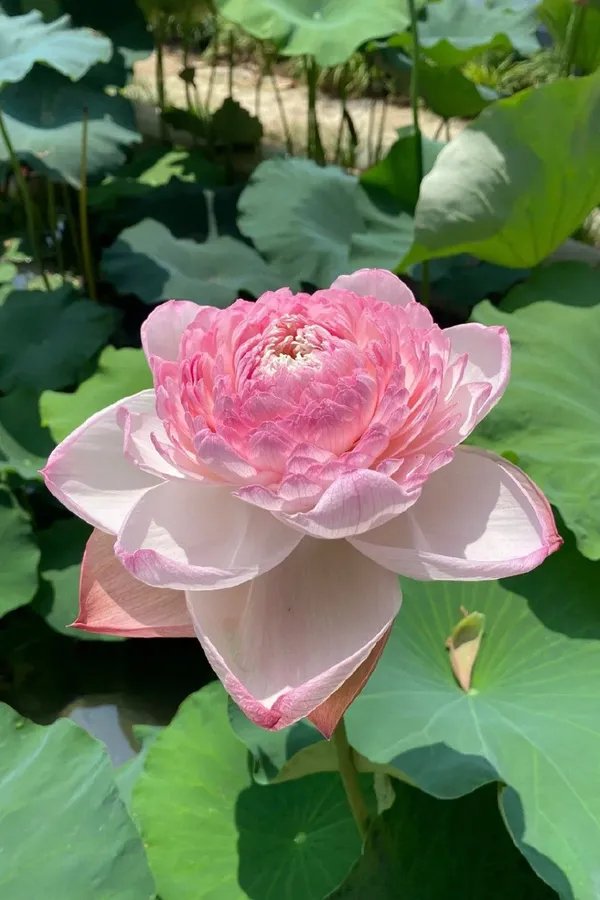 Well_Condition_&_Easy_To_Care_Lotus_Tubers_(Pack_Of_1)_For_Home_Gardening