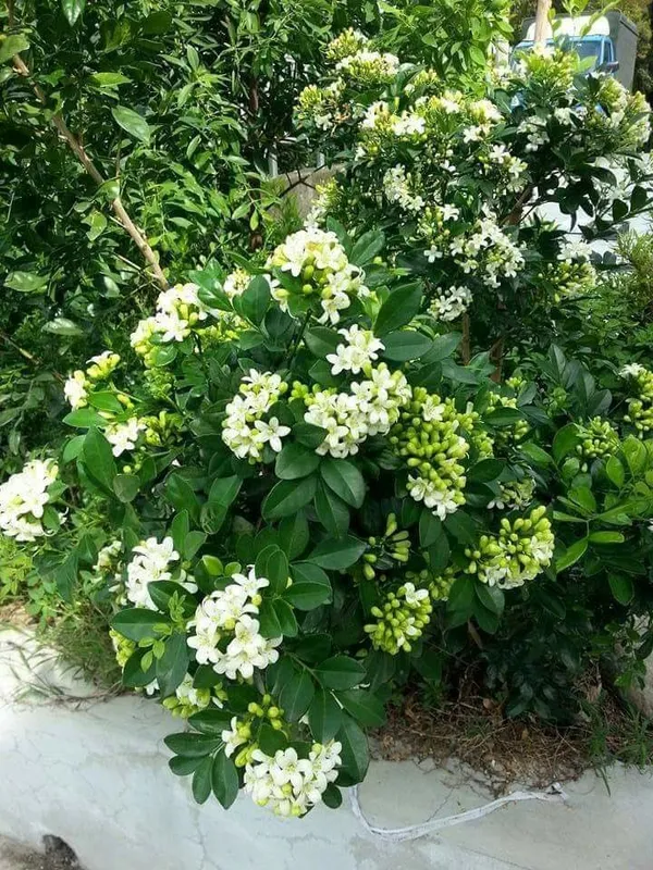Madhu_Kamini_Flowering_Live_Plant_&_Tree_For_Shrub/Bush/Home_Garden_Decor_(1.5-3.5_Ft_Height)_Pack_Of_1
