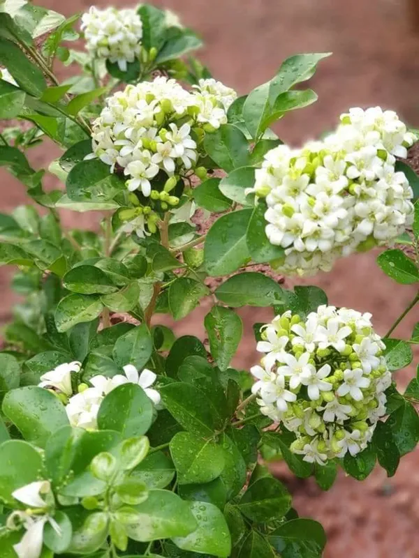 Madhu_Kamini_Flowering_Live_Plant_&_Tree_For_Shrub/Bush/Home_Garden_Decor_(1.5-3.5_Ft_Height)_Pack_Of_1