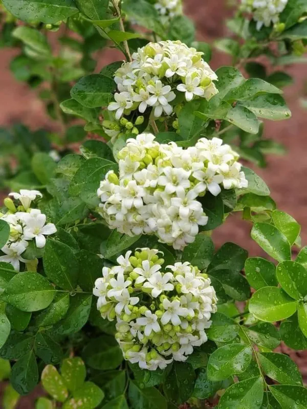 Madhu_Kamini_Flowering_Live_Plant_&_Tree_For_Shrub/Bush/Home_Garden_Decor_(1.5-3.5_Ft_Height)_Pack_Of_1