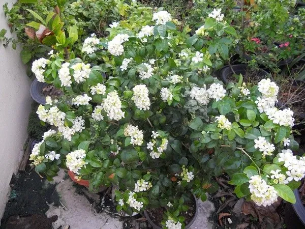 Madhu_Kamini_Flowering_Live_Plant_&_Tree_For_Shrub/Bush/Home_Garden_Decor_(1.5-3.5_Ft_Height)_Pack_Of_1