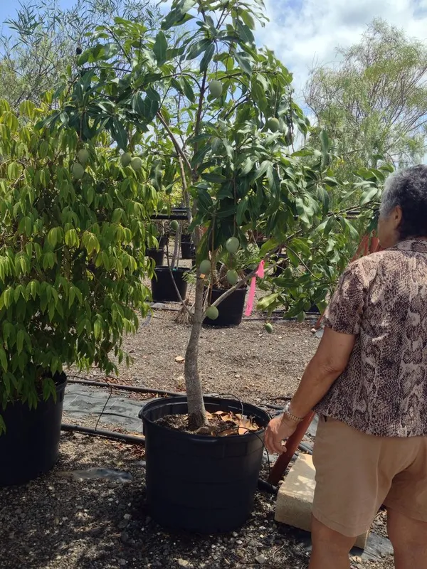 Mango_Thai_Catimon_Katimon_All_Time_Sweet_Fruit_Variety_Grafted_Aam_Fruit_Live_Plants_&_Tree(1.5-3_Feet_Size)