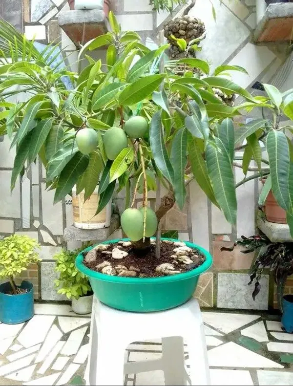 Mango_Thai_Catimon_Katimon_All_Time_Sweet_Fruit_Variety_Grafted_Aam_Fruit_Live_Plants_&_Tree(1.5-3_Feet_Size)