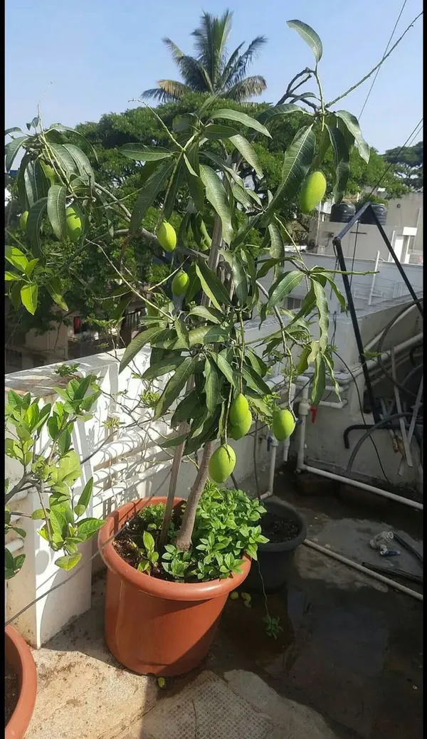 Mango_Thai_Catimon_Katimon_All_Time_Sweet_Fruit_Variety_Grafted_Aam_Fruit_Live_Plants_&_Tree(1.5-3_Feet_Size)