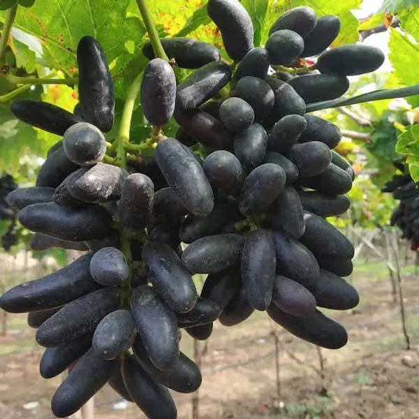Thai_Finger_Grapes_Fruit_Plant