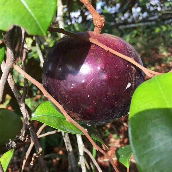 Milk_Fruit/Star_Apple_Live_Fruit_Plant_&_Tree_For_Your_Home_Garden_(Hybrid,_Pack_Of_1)_Milkfruit_Good_For_Health