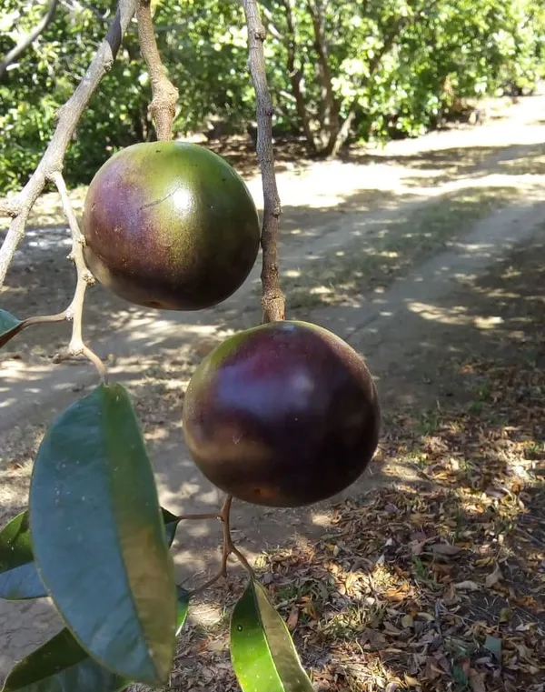 Milk_Fruit/Star_Apple_Live_Fruit_Plant_&_Tree_For_Your_Home_Garden_(Hybrid,_Pack_Of_1)_Milkfruit_Good_For_Health