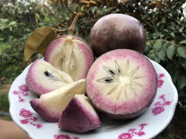 Milk_Fruit/Star_Apple_Live_Fruit_Plant_&_Tree_For_Your_Home_Garden_(Hybrid,_Pack_Of_1)_Milkfruit_Good_For_Health