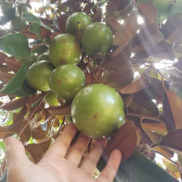 Milk_Fruit/Star_Apple_Live_Fruit_Plant_&_Tree_For_Your_Home_Garden_(Hybrid,_Pack_Of_1)_Milkfruit_Good_For_Health