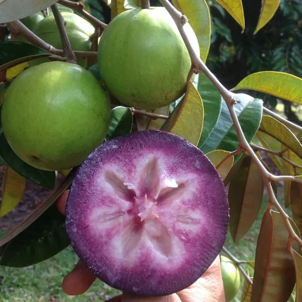 Milk_Fruit/Star_Apple_Live_Fruit_Plant_&_Tree_For_Your_Home_Garden_(Hybrid,_Pack_Of_1)_Milkfruit_Good_For_Health