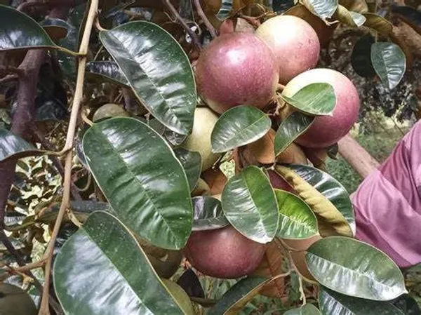 Milk_Fruit/Star_Apple_Live_Fruit_Plant_&_Tree_For_Your_Home_Garden_(Hybrid,_Pack_Of_1)_Milkfruit_Good_For_Health