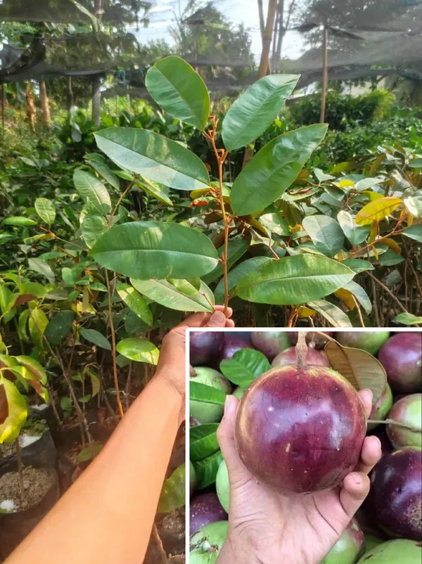 Milk_Fruit/Star_Apple_Live_Fruit_Plant_&_Tree_For_Your_Home_Garden_(Hybrid,_Pack_Of_1)_Milkfruit_Good_For_Health