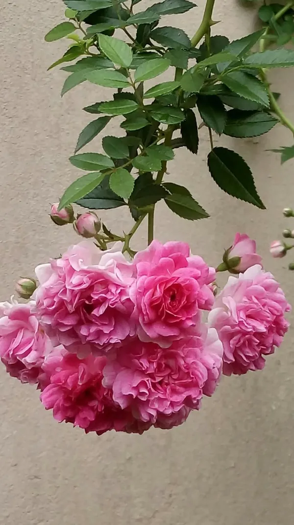 Mini_Rose_Flower_Plant