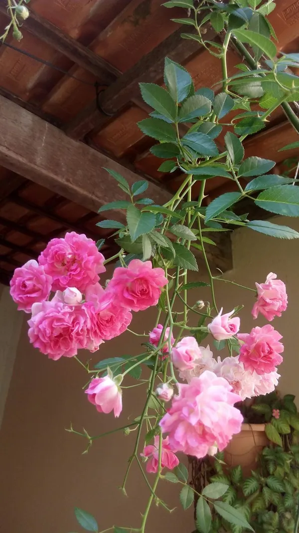 Mini_Rose_Flower_Plant