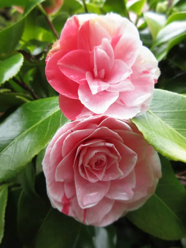 Most_Attractive_Bicolor_Camellia_Flower_Plant_&_Tree_For_Shrub/Bush/Home_Decor/Gardening_(1.5-3.5_Ft_Height)_Pack_Of_1