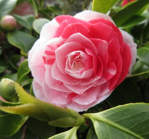 Most_Attractive_Bicolor_Camellia_Flower_Plant_&_Tree_For_Shrub/Bush/Home_Decor/Gardening_(1.5-3.5_Ft_Height)_Pack_Of_1