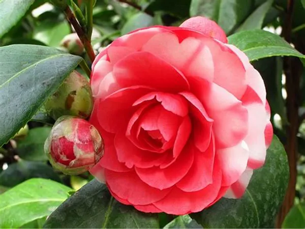 Most_Attractive_Bicolor_Camellia_Flower_Plant_&_Tree_For_Shrub/Bush/Home_Decor/Gardening_(1.5-3.5_Ft_Height)_Pack_Of_1
