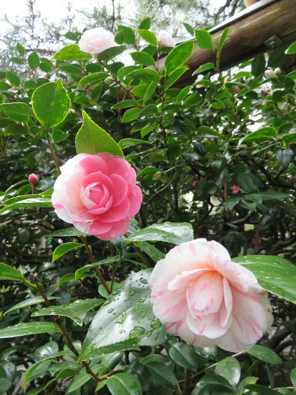 Most_Attractive_Bicolor_Camellia_Flower_Plant_&_Tree_For_Shrub/Bush/Home_Decor/Gardening_(1.5-3.5_Ft_Height)_Pack_Of_1