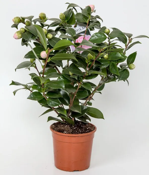 Most_Attractive_Bicolor_Camellia_Flower_Plant_&_Tree_For_Shrub/Bush/Home_Decor/Gardening_(1.5-3.5_Ft_Height)_Pack_Of_1