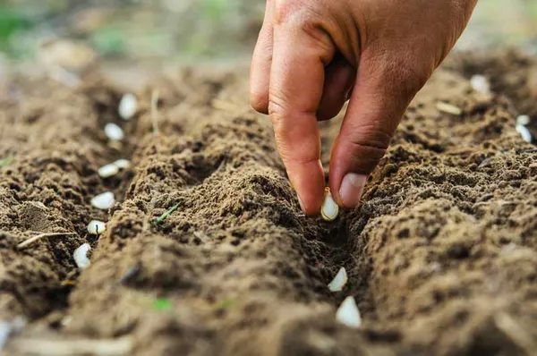 French_Beans_Hybrid_Seeds_-_200_gms_For_Your_Home_Garden_(Pack_Of_1)_Green_Beans_Seed_Germination_Time_3–7_Days