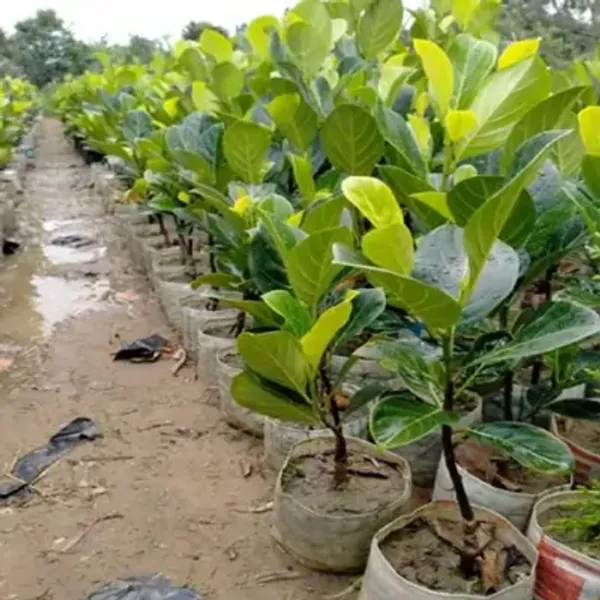 Super_Early_Vietname_Jackfruit_Live_Fruit_Plant_&_Tree_(1.5-3.5_Ft_Height)_For_Home_Garden_Well_Watered_Hybrid_Jackfruit_Plant_(Pack_Of_1)