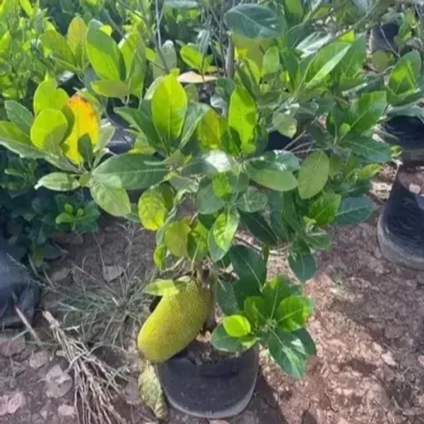 Super_Early_Vietname_Jackfruit_Live_Fruit_Plant_&_Tree_(1.5-3.5_Ft_Height)_For_Home_Garden_Well_Watered_Hybrid_Jackfruit_Plant_(Pack_Of_1)