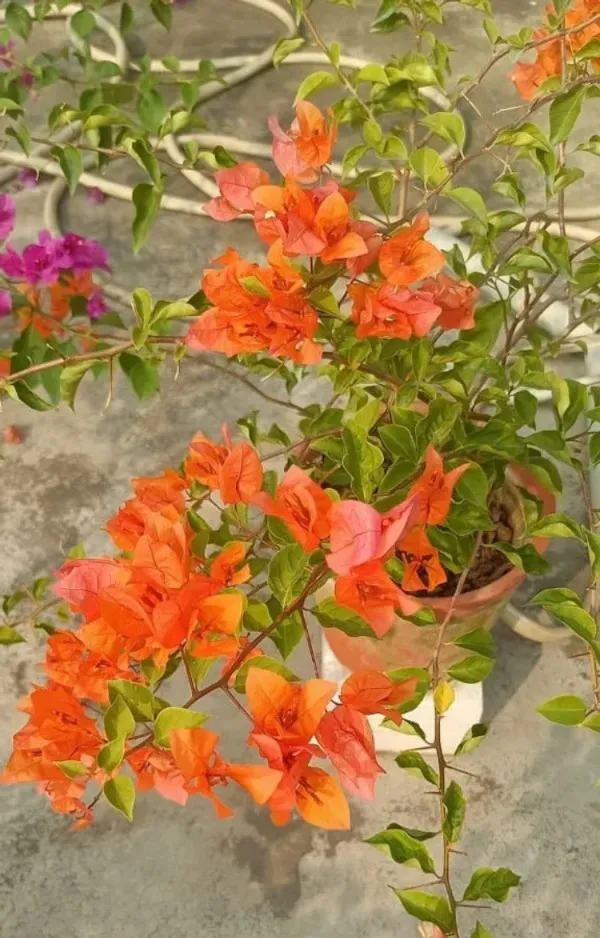 Orange_King_Bougainvillea_Live_Flowering_Plant_&_Tree_(1.5-3.5_Ft_Height)_Pack_of_1