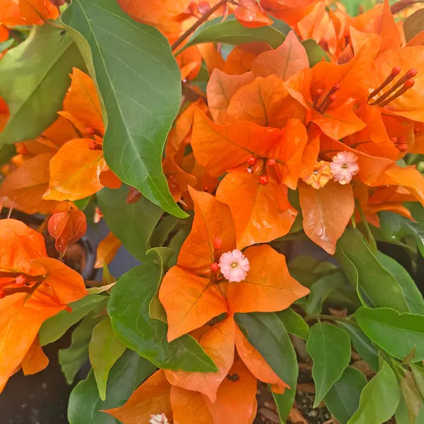Orange_King_Bougainvillea_Live_Flowering_Plant_&_Tree_(1.5-3.5_Ft_Height)_Pack_of_1