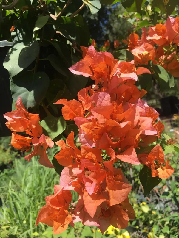 Orange_King_Bougainvillea_Live_Flowering_Plant_&_Tree_(1.5-3.5_Ft_Height)_Pack_of_1