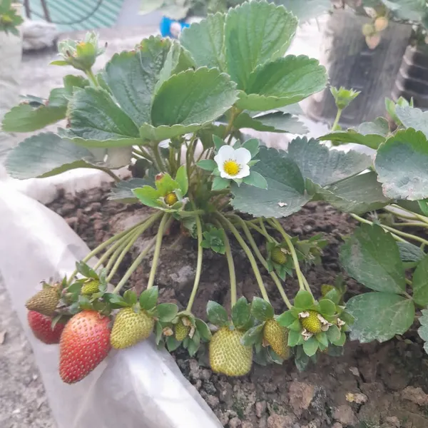 Original_Red_Strawberry_Ready_To_Fruit_Plant_For_Your_Home_Garden_(Hybrid,_Pack_Of_1)