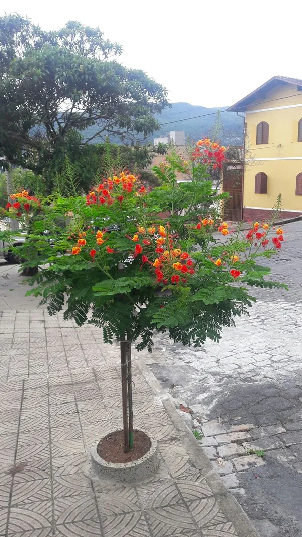 Peacock_Flower_Plant_(with_Pot_Pack_of_on_1)