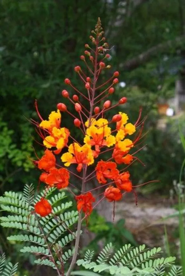 Peacock_Flower_Plant_(with_Pot_Pack_of_on_1)