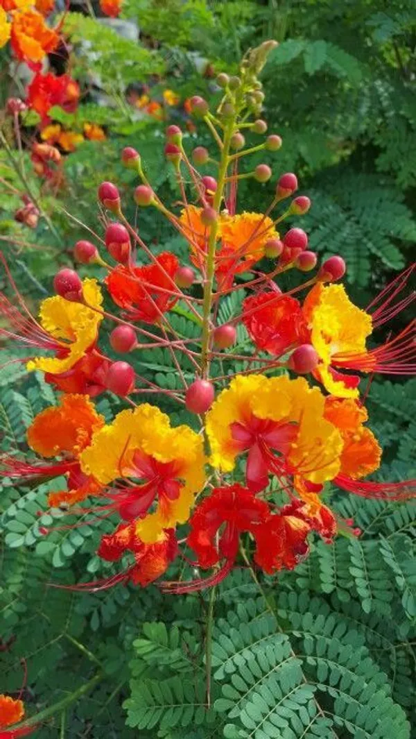 Peacock_Flower_Plant_(with_Pot_Pack_of_on_1)