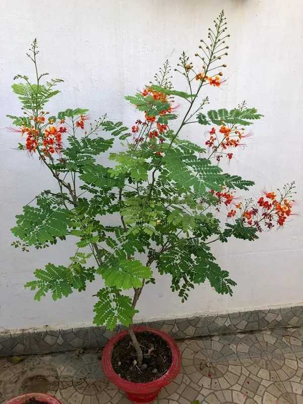 Peacock_Flower_Plant_(with_Pot_Pack_of_on_1)
