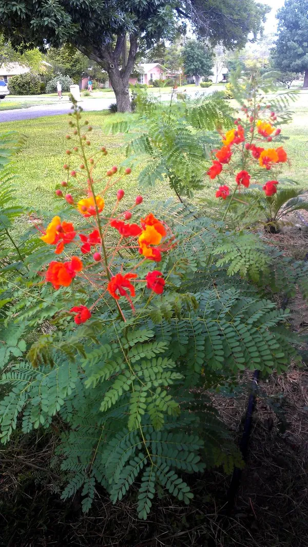 Peacock_Flower_Plant_(with_Pot_Pack_of_on_1)