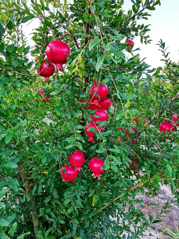 Pomegranate_(Punica_granatum)_Dalim/Anar_Healthy_Fruit_Plant_&_Tree_For_Home_Gardening_(1.5-3.5_Ft_Height)_Pack_Of_1