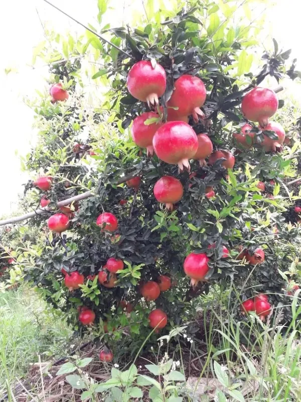 Pomegranate_(Punica_granatum)_Dalim/Anar_Healthy_Fruit_Plant_&_Tree_For_Home_Gardening_(1.5-3.5_Ft_Height)_Pack_Of_1