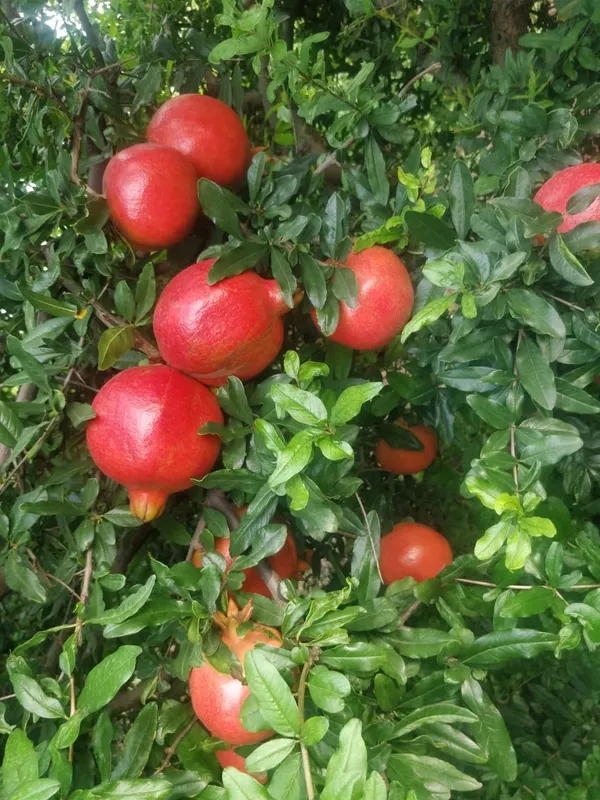 Pomegranate_(Punica_granatum)_Dalim/Anar_Healthy_Fruit_Plant_&_Tree_For_Home_Gardening_(1.5-3.5_Ft_Height)_Pack_Of_1
