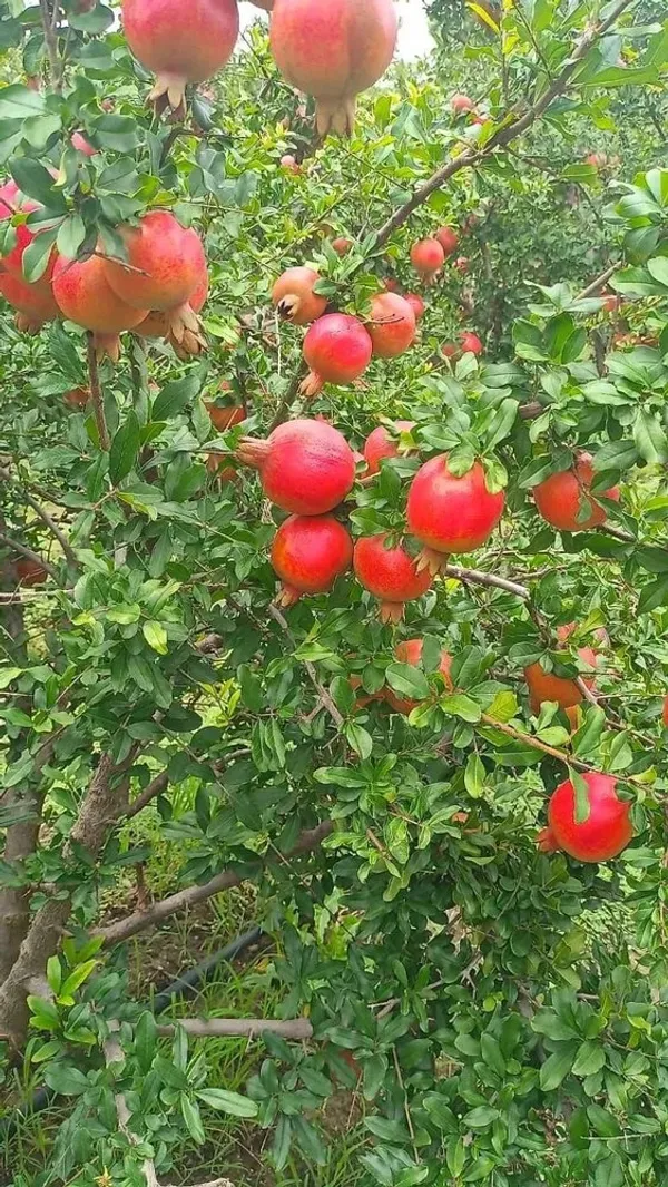 Pomegranate_(Punica_granatum)_Dalim/Anar_Healthy_Fruit_Plant_&_Tree_For_Home_Gardening_(1.5-3.5_Ft_Height)_Pack_Of_1