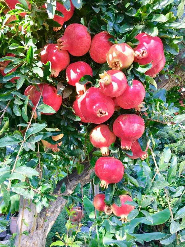 Pomegranate_(Punica_granatum)_Dalim/Anar_Healthy_Fruit_Plant_&_Tree_For_Home_Gardening_(1.5-3.5_Ft_Height)_Pack_Of_1