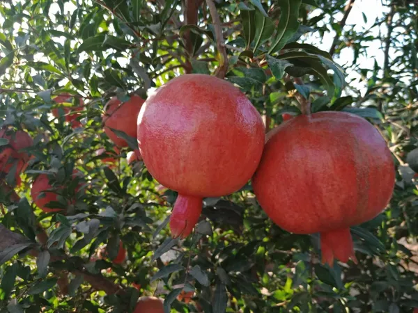 Pomegranate_(Punica_granatum)_Dalim/Anar_Healthy_Fruit_Plant_&_Tree_For_Home_Gardening_(1.5-3.5_Ft_Height)_Pack_Of_1