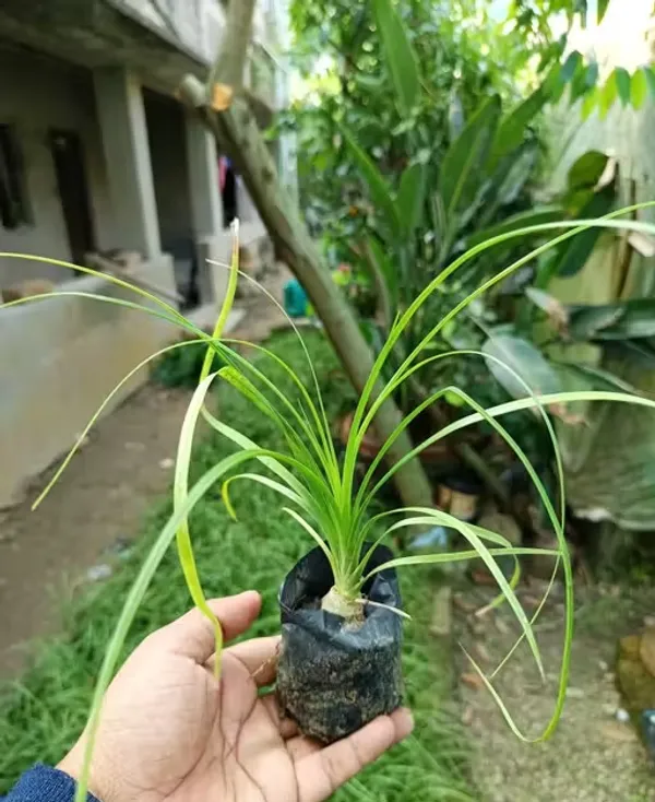Ponytail_palms_,_nolina_palm,_elephant's_foot,_pack_of_1
