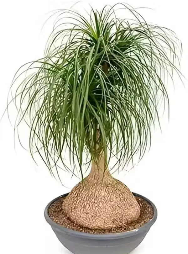 Ponytail_palms_,_nolina_palm,_elephant's_foot,_pack_of_1
