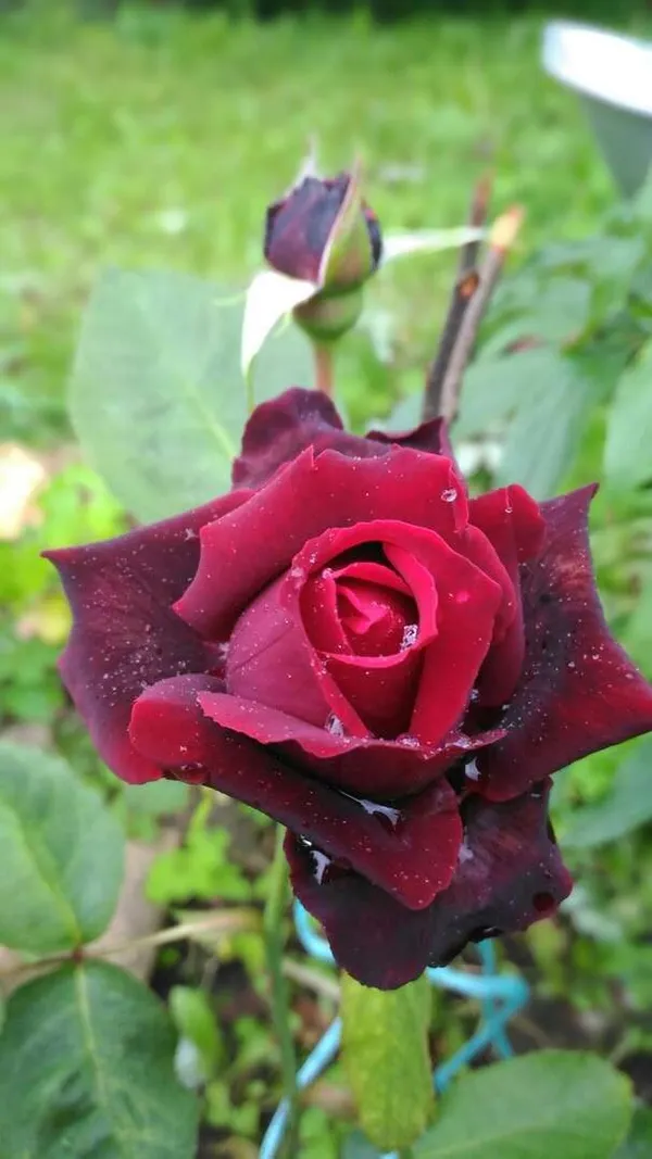 Premium_Marron_Rose_Plant_-_Grow_Beautiful,_Velvety_Crimson_Blooms_at_Home_(Pack_Of_1)