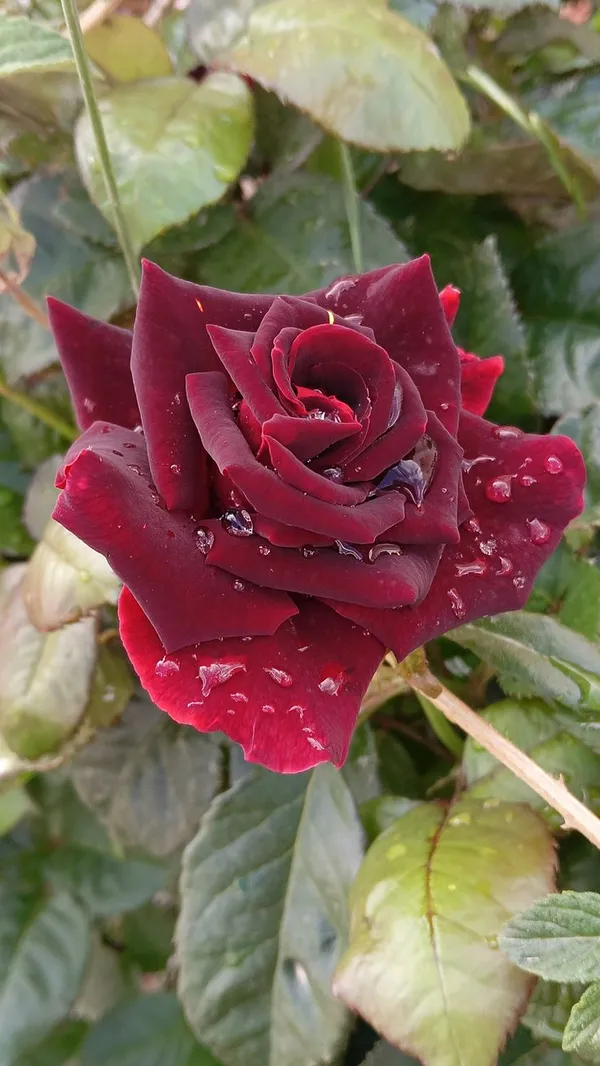 Premium_Marron_Rose_Plant_-_Grow_Beautiful,_Velvety_Crimson_Blooms_at_Home_(Pack_Of_1)