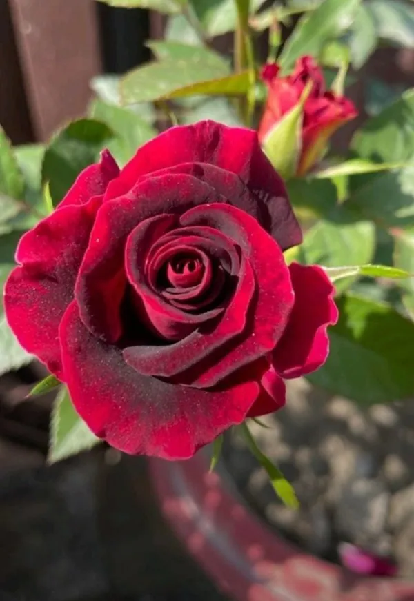 Premium_Marron_Rose_Plant_-_Grow_Beautiful,_Velvety_Crimson_Blooms_at_Home_(Pack_Of_1)